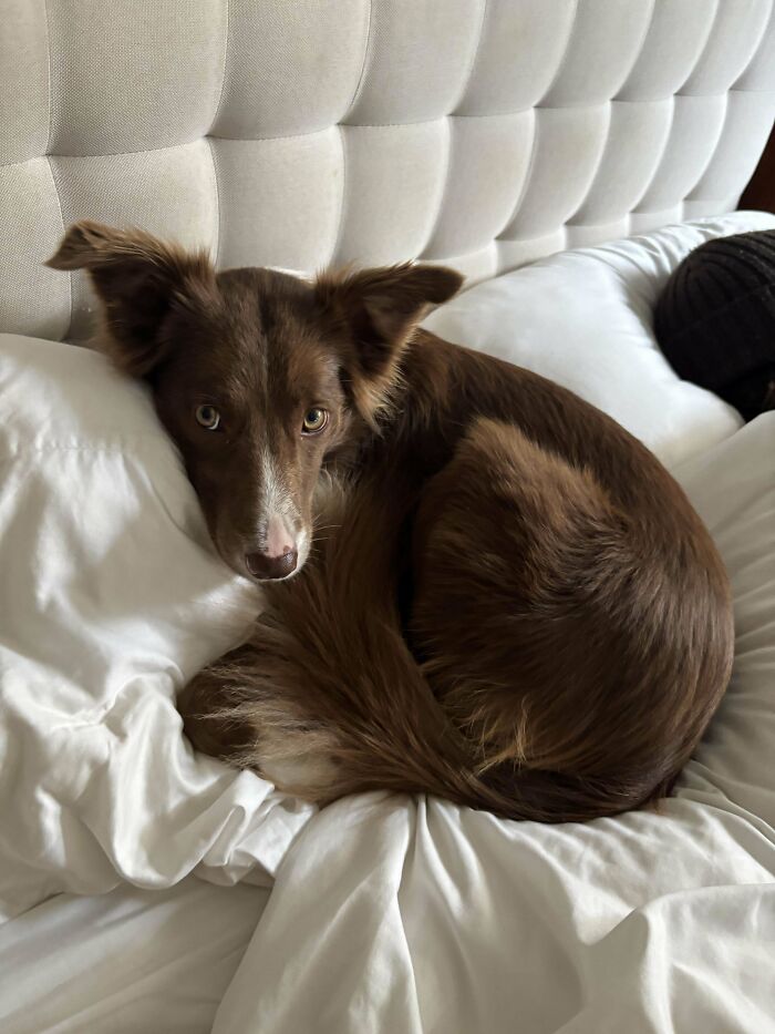 Brown dog curled up on a white bed, looking at the camera, representing delightful pets adopted in January.