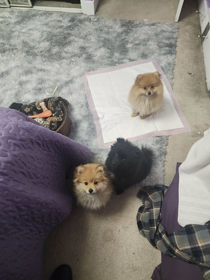 Three fluffy dogs, two on a carpet and one on a pad, representing proud pet owners' delightful January adoptions.