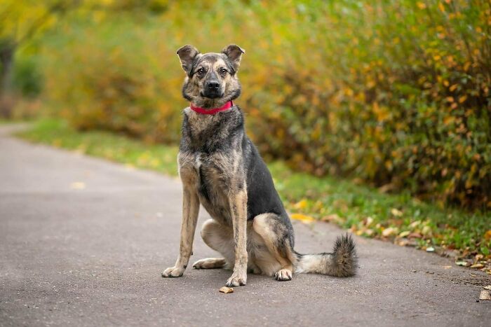 Adopted dog with a red collar sitting on a path, surrounded by greenery.