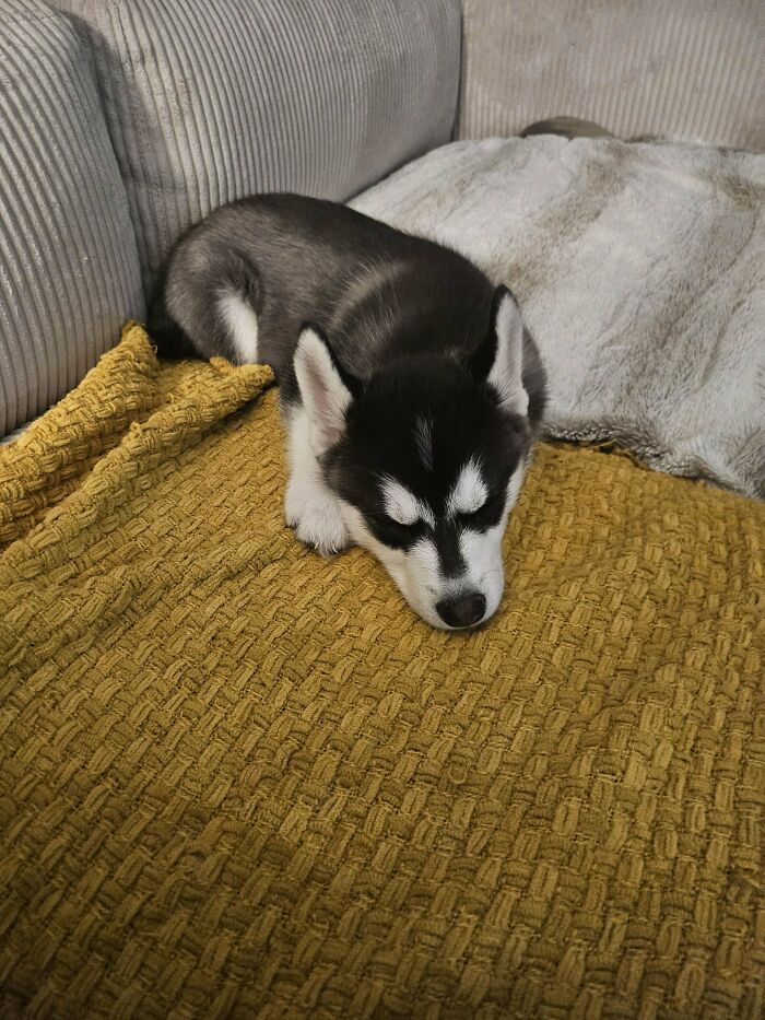 Sleeping husky puppy on a yellow blanket, showing proud pet ownership.