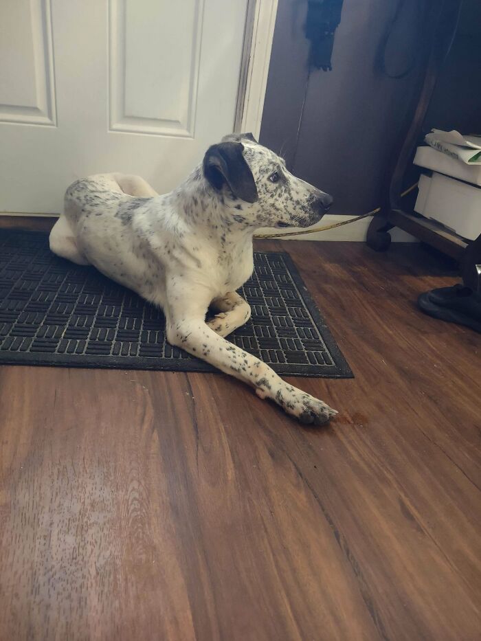 Speckled dog lying on a mat, representing a delightful pet adopted in January.