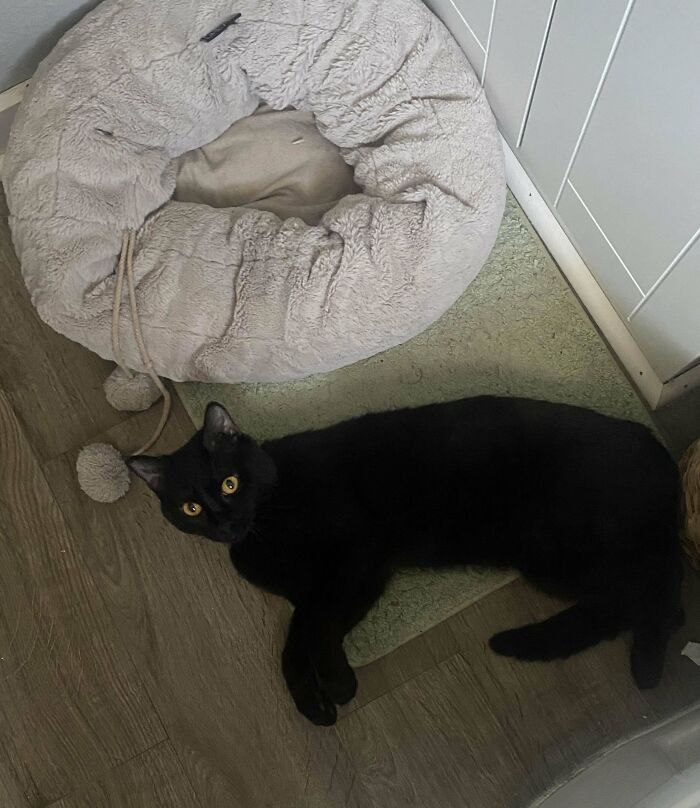 Black cat lounging on the floor beside a plush pet bed, illustrating a delightful adopted pet.