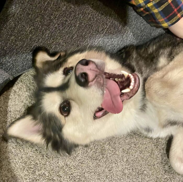 Happy adopted pet dog lying on its side with mouth open and tongue out.