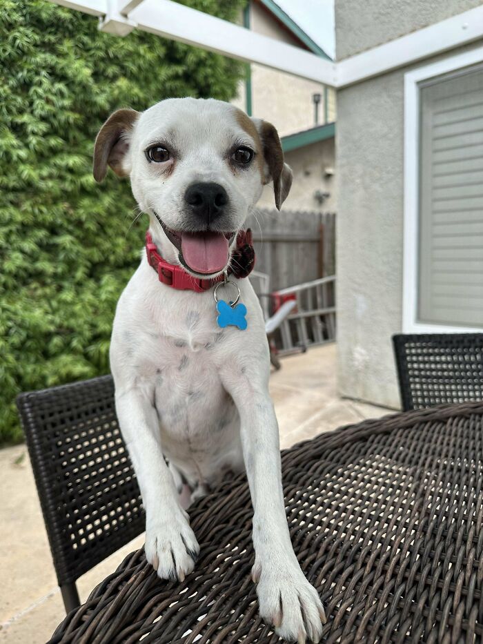 Adopted pet: a smiling dog with a red collar and blue tag, sitting outside on a wicker table.