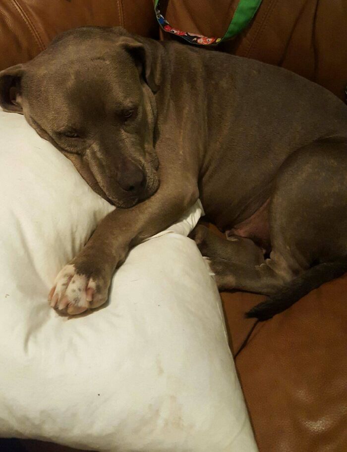 Gray dog contentedly resting on a white pillow, symbolizing proud pet ownership.
