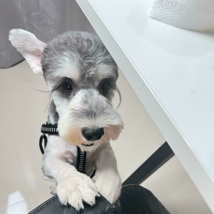 A cute adopted pet Schnauzer looking curiously over a table in a home setting.