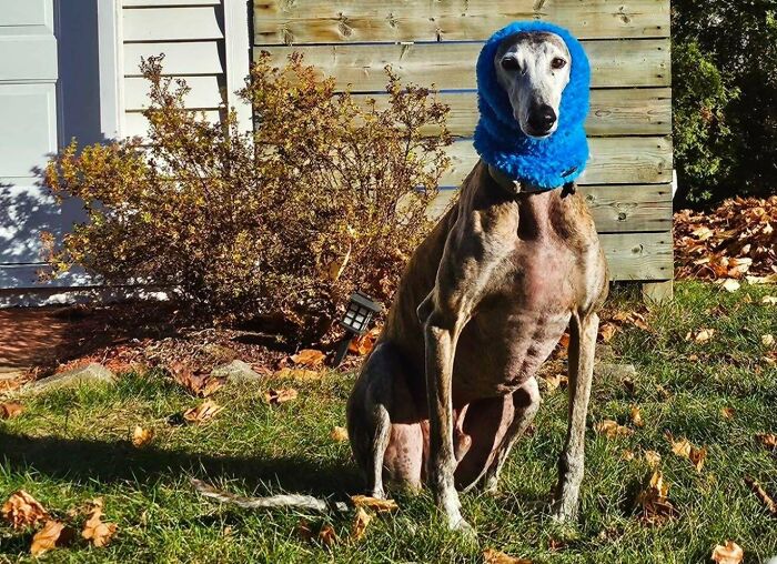 Dog in blue head warmer sitting on grass, showcasing pets adopted by proud pet owners.
