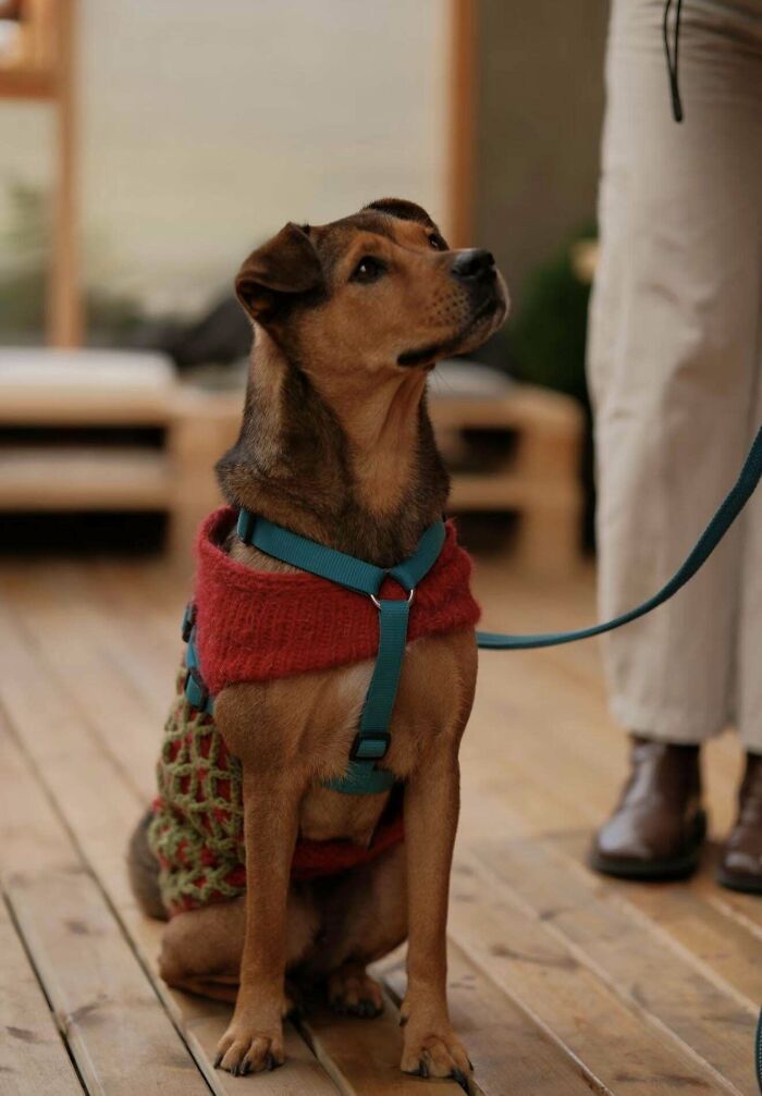 Dog in a red sweater and blue harness sitting indoors, representing proud pet owners who adopted pets.