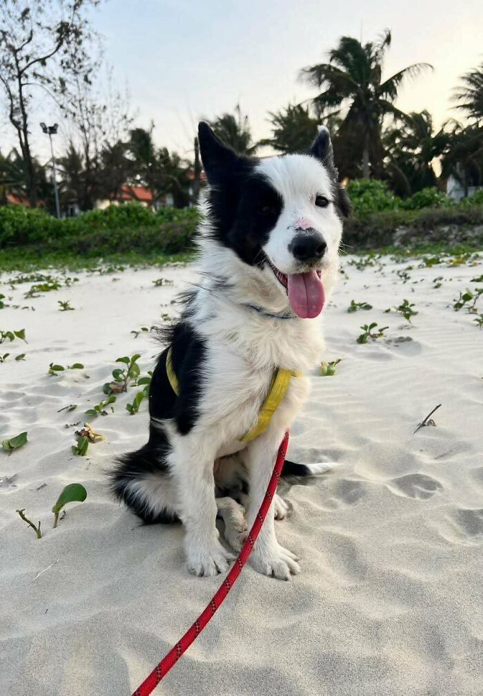 A delighted pet dog with black and white fur sitting on a sandy beach, adopted by a proud pet owner.