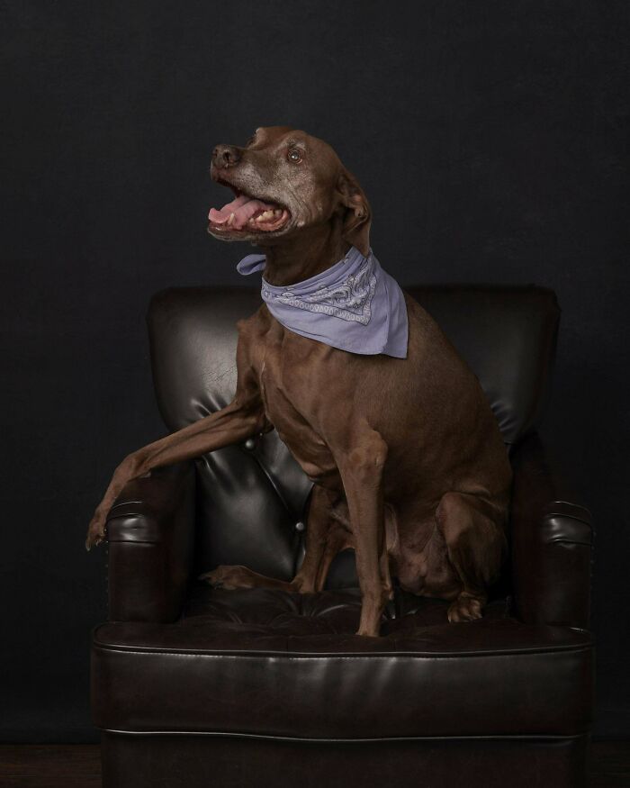 Happy adopted dog with a blue bandana sitting on a black leather chair.