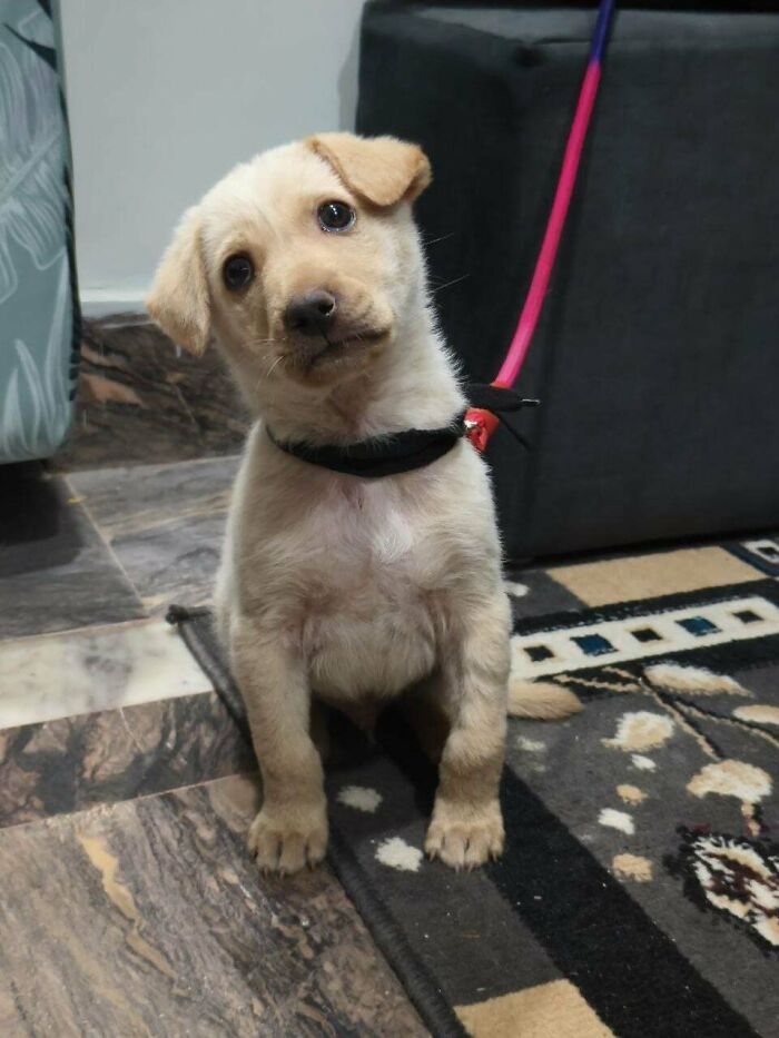 Adopted puppy with a tilted head, sitting on a patterned rug.