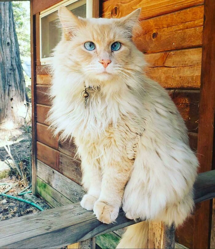 Fluffy cat with blue eyes sitting outside a wooden house, proudly adopted by pet owners.