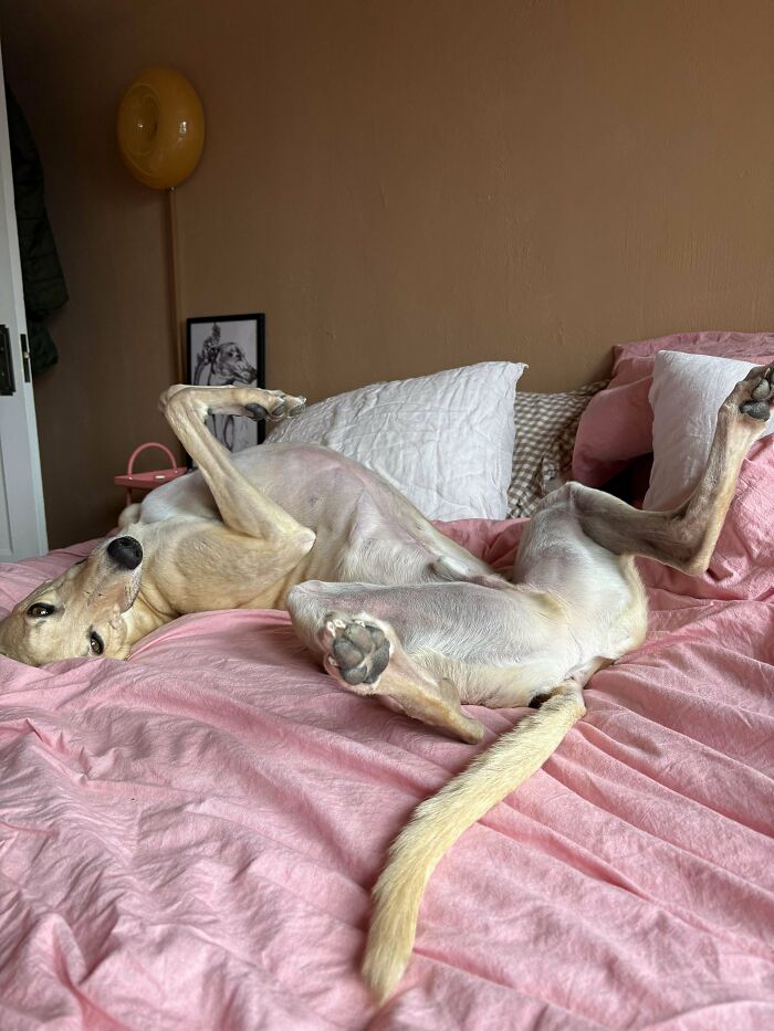 Happy adopted dog lounging on a pink bed, showcasing the joy of proud pet owners.