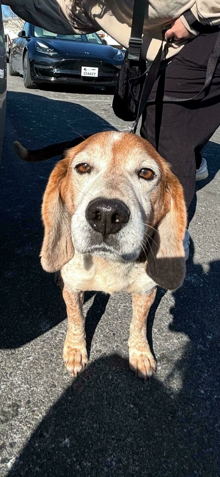 Adopted dog on a leash, standing on pavement with cars in the background.