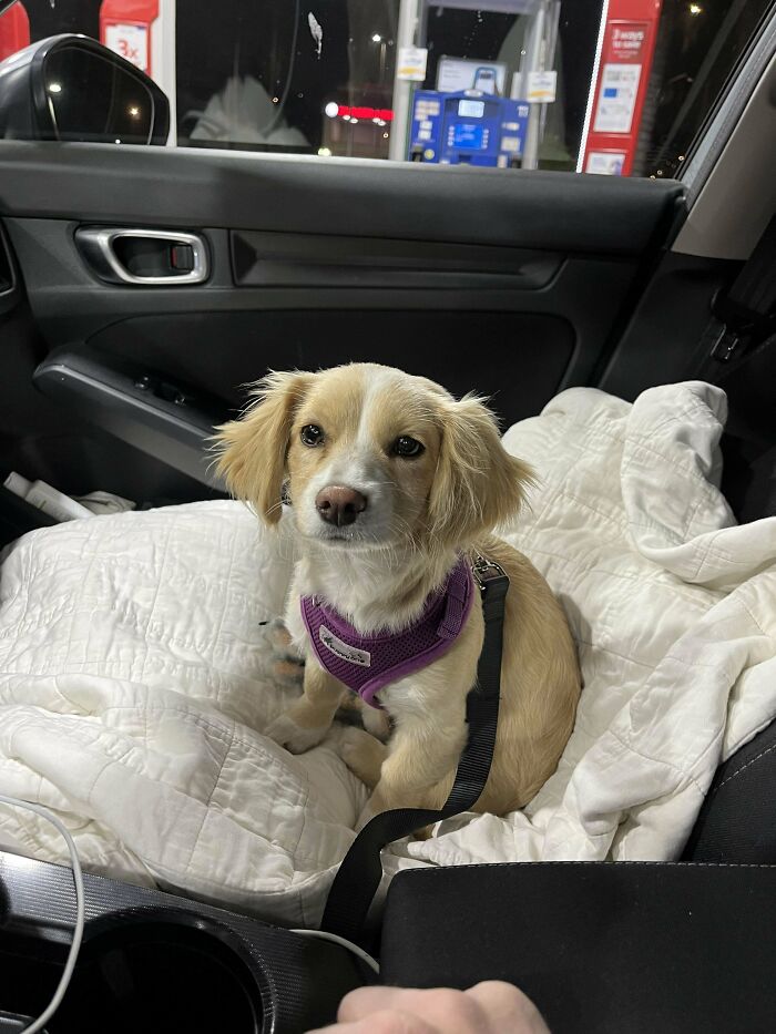 A small dog with a purple harness sitting on a blanket in a car, recently adopted by a proud pet owner.