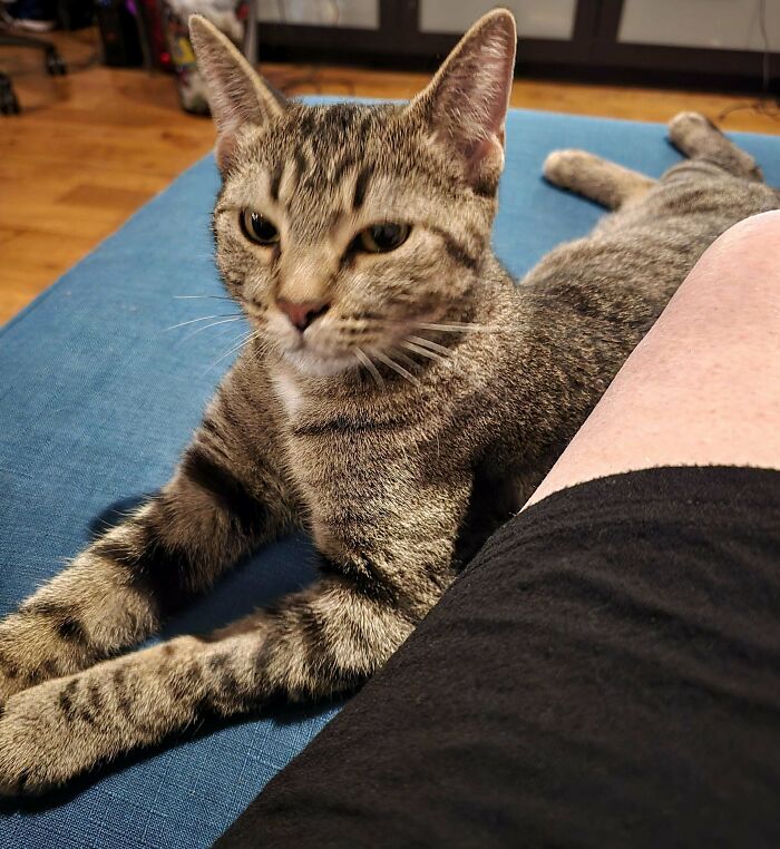 Tabby cat lounging on a blue couch next to a proud pet owner.
