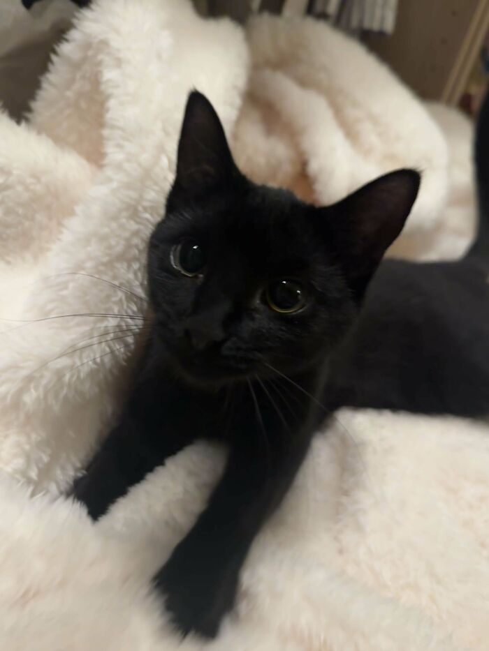 Black cat resting on a soft blanket, a delight for proud pet owners.