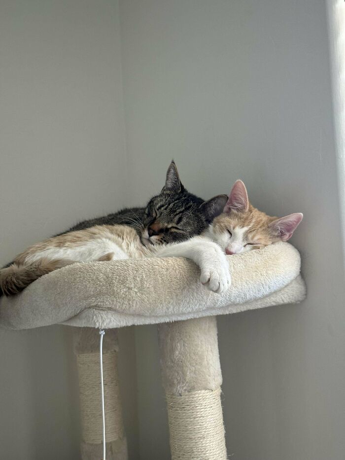 Two adopted cats peacefully napping together on a beige cat tree.