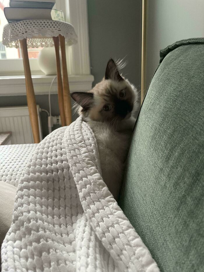 A newly adopted cat snuggled under a white blanket against a green sofa.