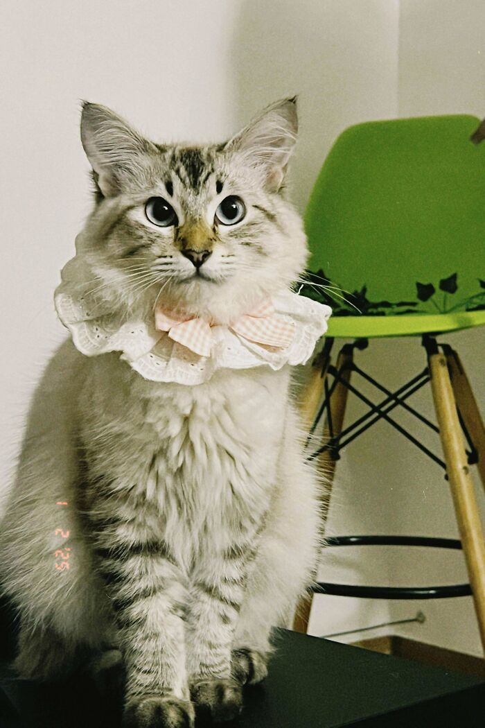 Fluffy cat with a lace collar sitting beside a green chair, shared by proud pet owner.