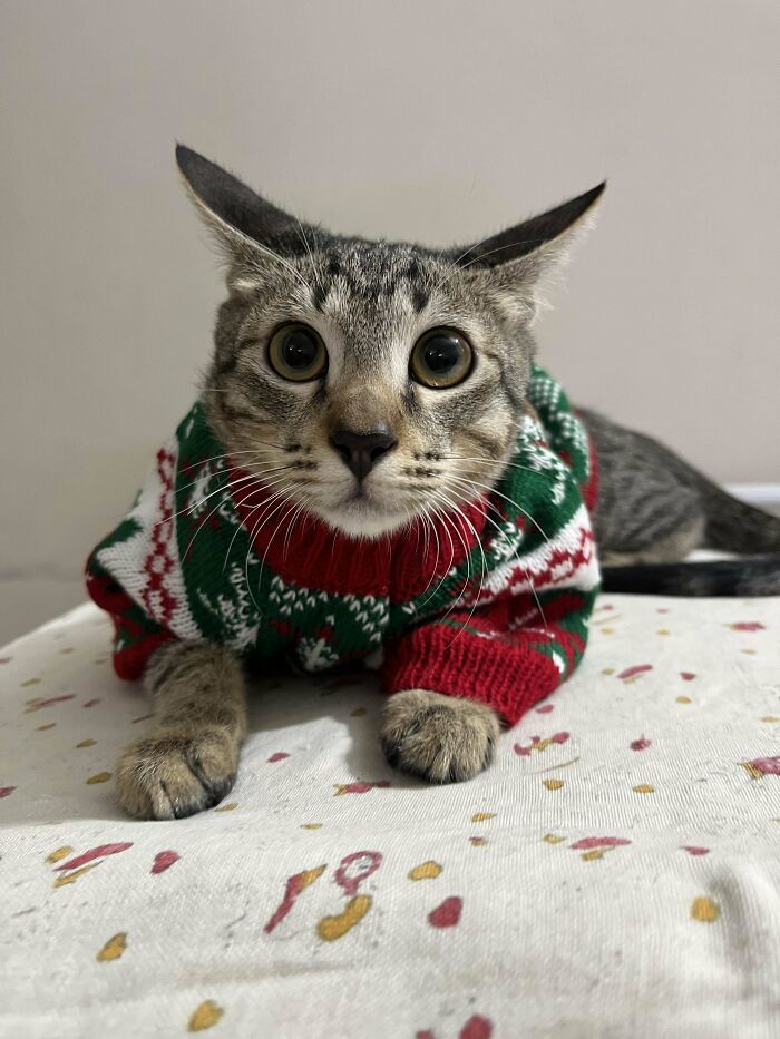 Adopted pet cat wearing a festive sweater, lying on a patterned cloth.