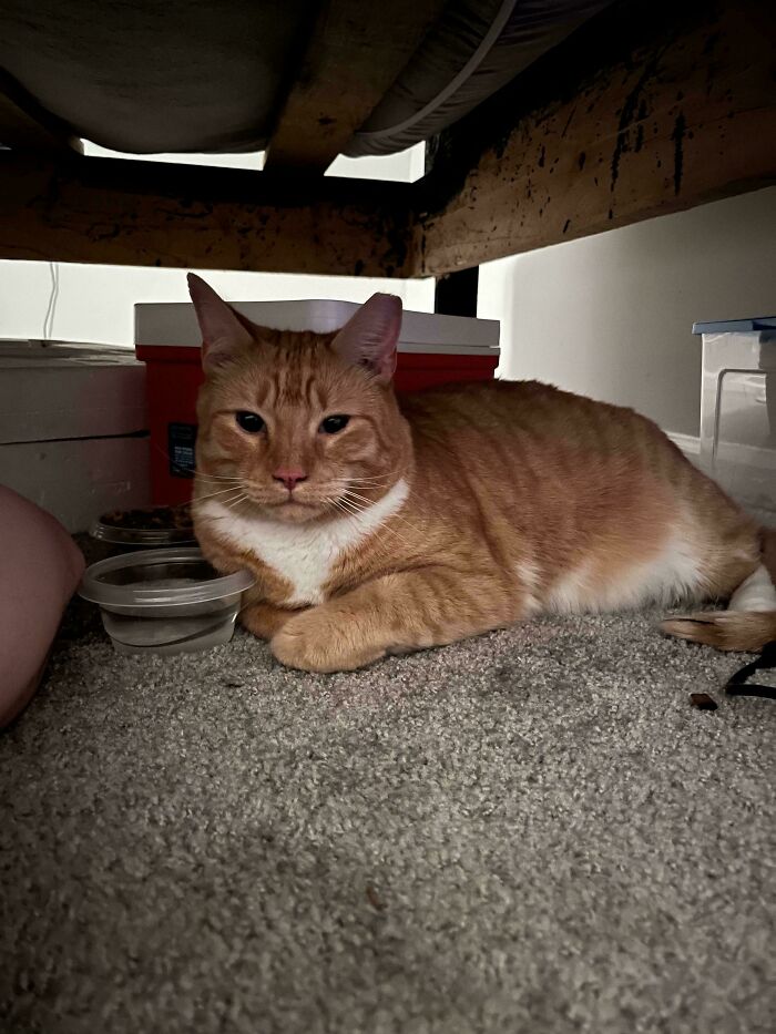 Orange tabby cat relaxing under a bed, showcasing proud pet owners' delightful January adoption.