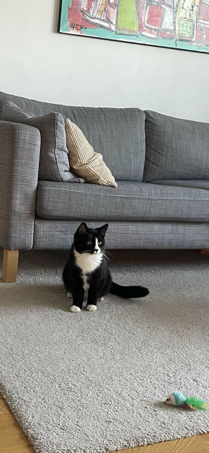 Tuxedo cat sitting on a carpeted floor near a gray couch, next to a small colorful toy.