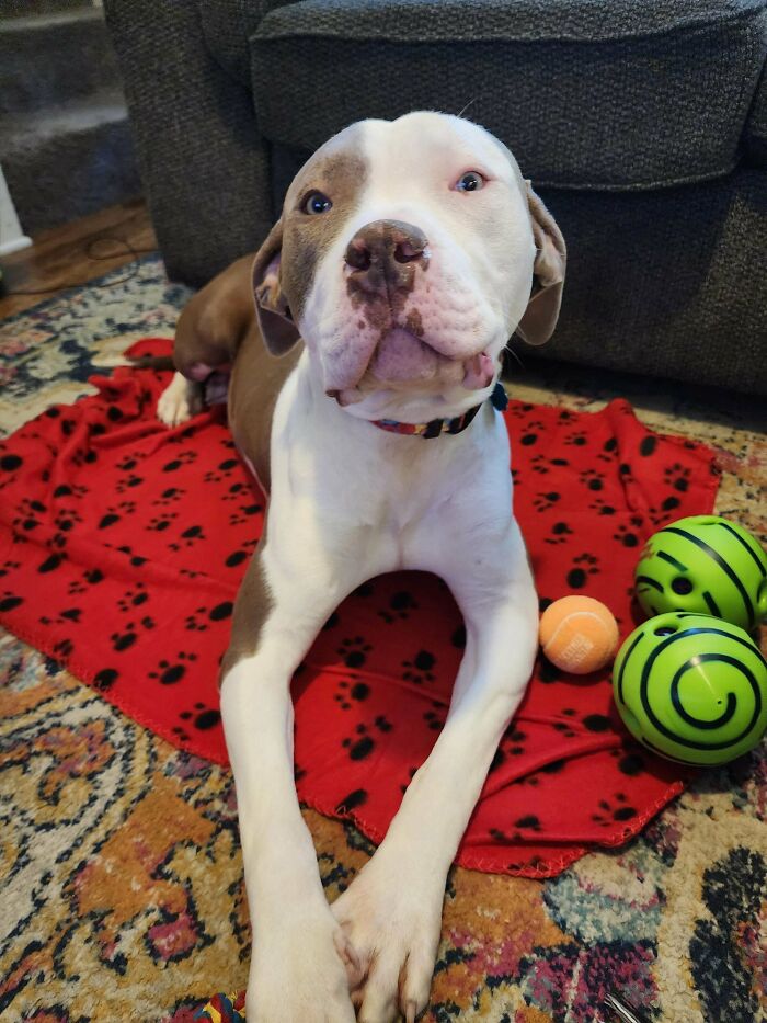 Adopted pet dog lying on a red paw-print blanket with toys nearby, looking content.