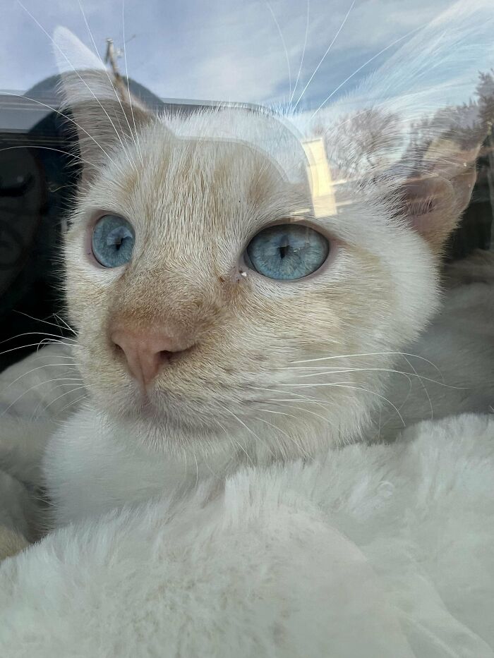 Close-up of a proud pet owner's newly adopted cat with striking blue eyes.