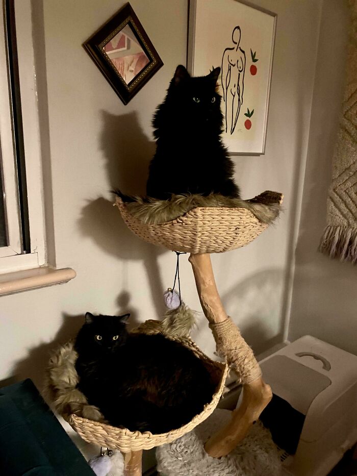 Two black cats perched on a cat tree, embodying the joy of adopted pets.