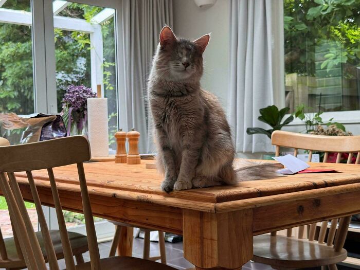 A happy, newly adopted cat sits proudly on a wooden table in a cozy, sunlit room.