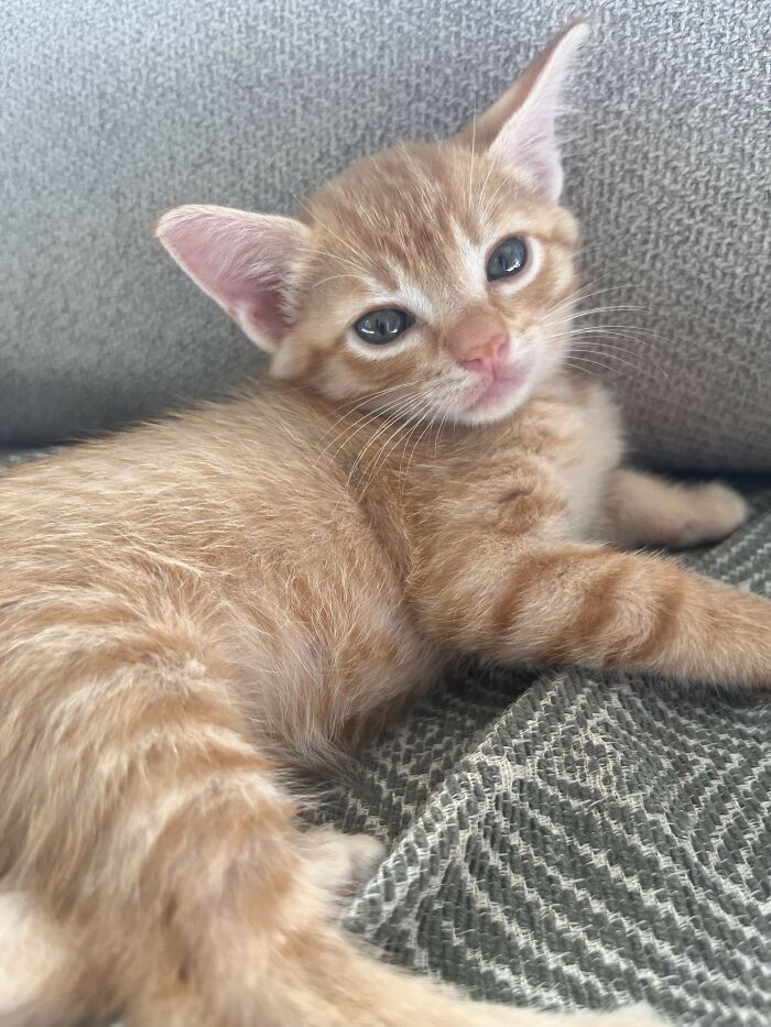 Adopted pet: A small orange kitten lounging on a textured gray couch.