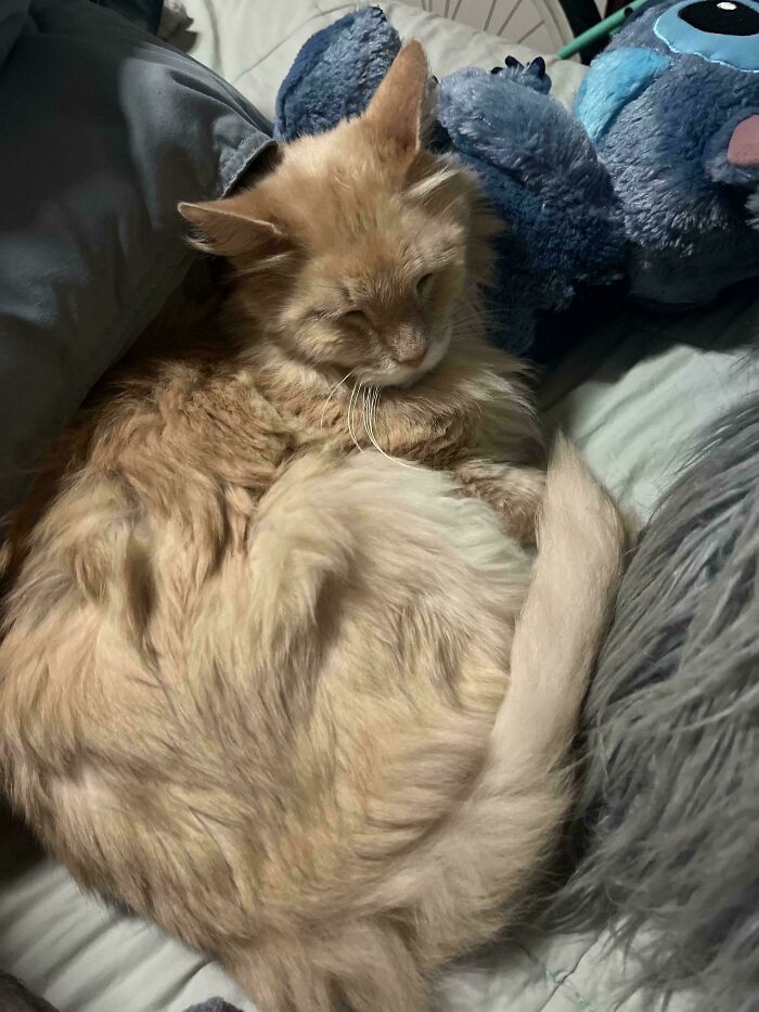 Fluffy cat sleeping on a bed, surrounded by pillows and a plush toy, representing newly adopted pets.