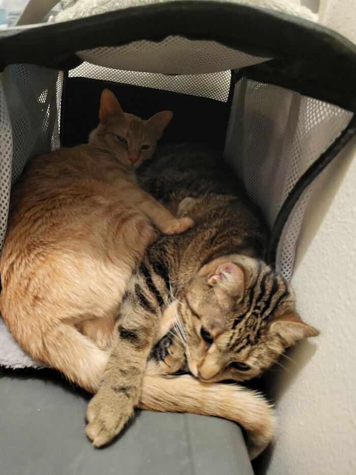 Two newly adopted cats snuggling together in a cozy space.