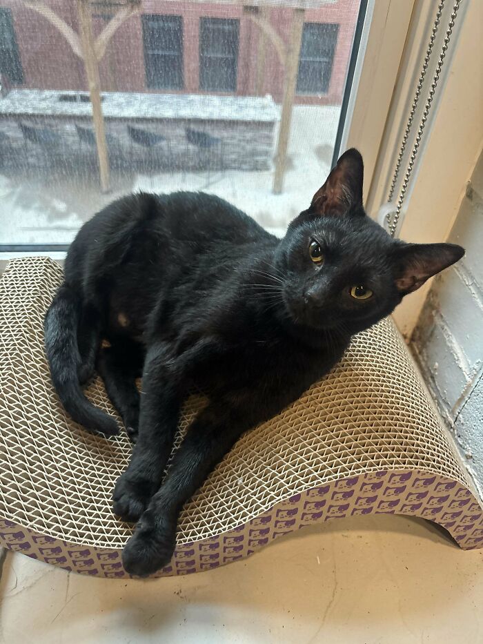 Black cat lounging on a textured scratch pad by a window, embodying the joy of pet adoption.