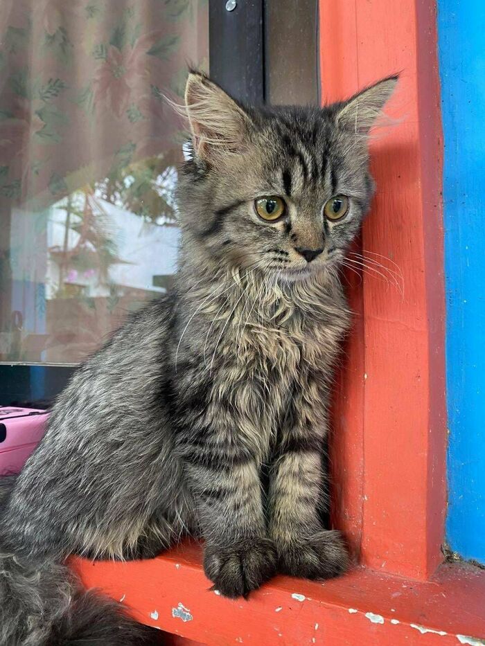 Fluffy gray kitten sitting by a window, one of the delightful pets adopted by proud pet owners in January.