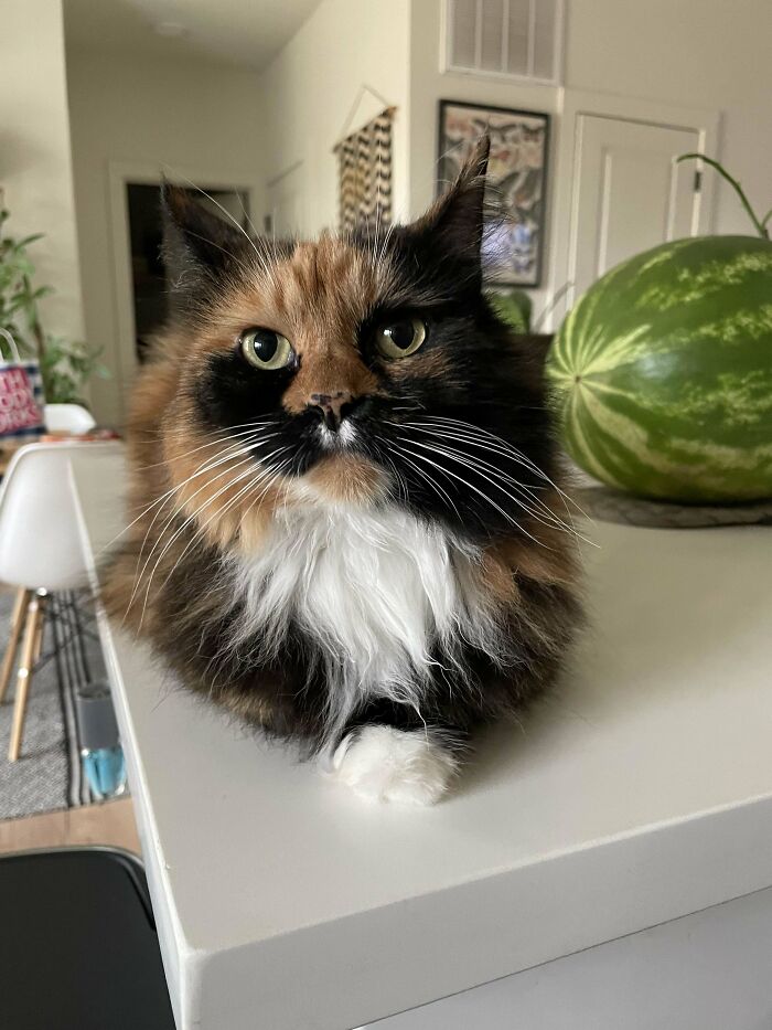 Adopted pet cat with fluffy fur and striking eyes sitting on a table near a watermelon, showcasing proud pet ownership.