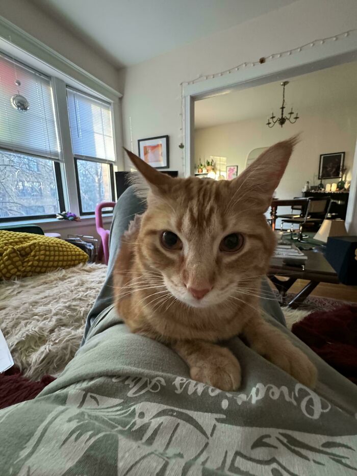 Orange tabby cat sitting on owner's lap in a cozy living room, showcasing a delightful adopted pet.