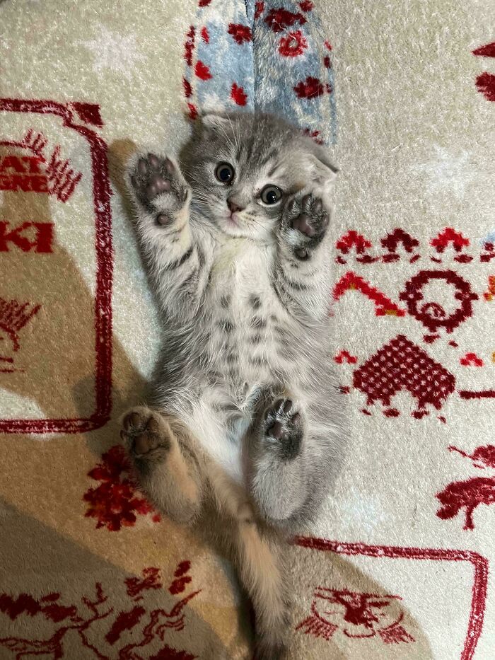 Adorable gray kitten lying on its back with paws up, representing delightful pets adopted by proud owners.