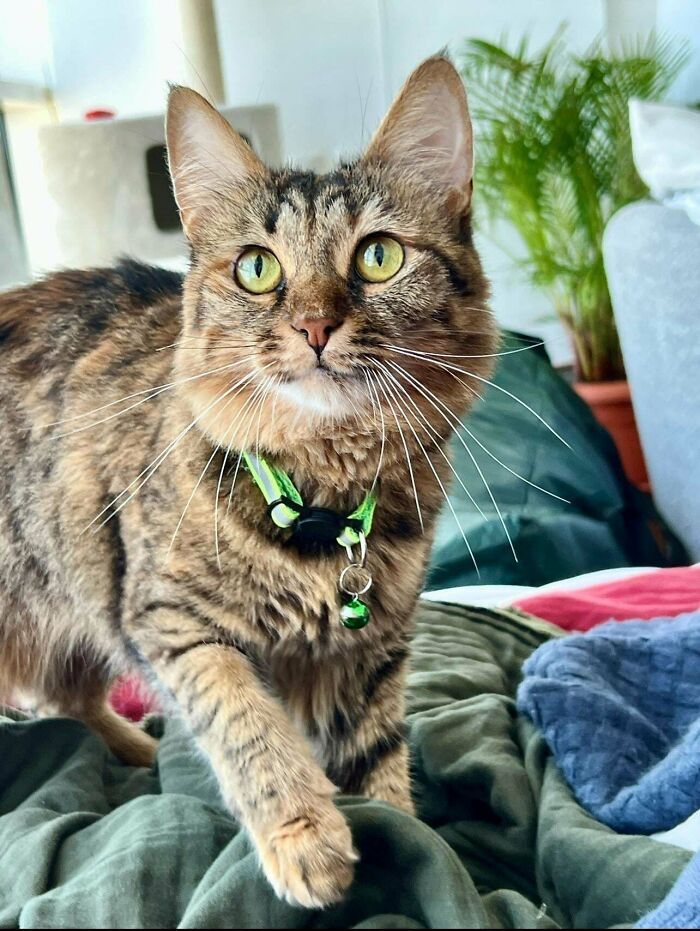 Tabby cat with a green collar, representing proud pet owners and their delightful January adoptions.