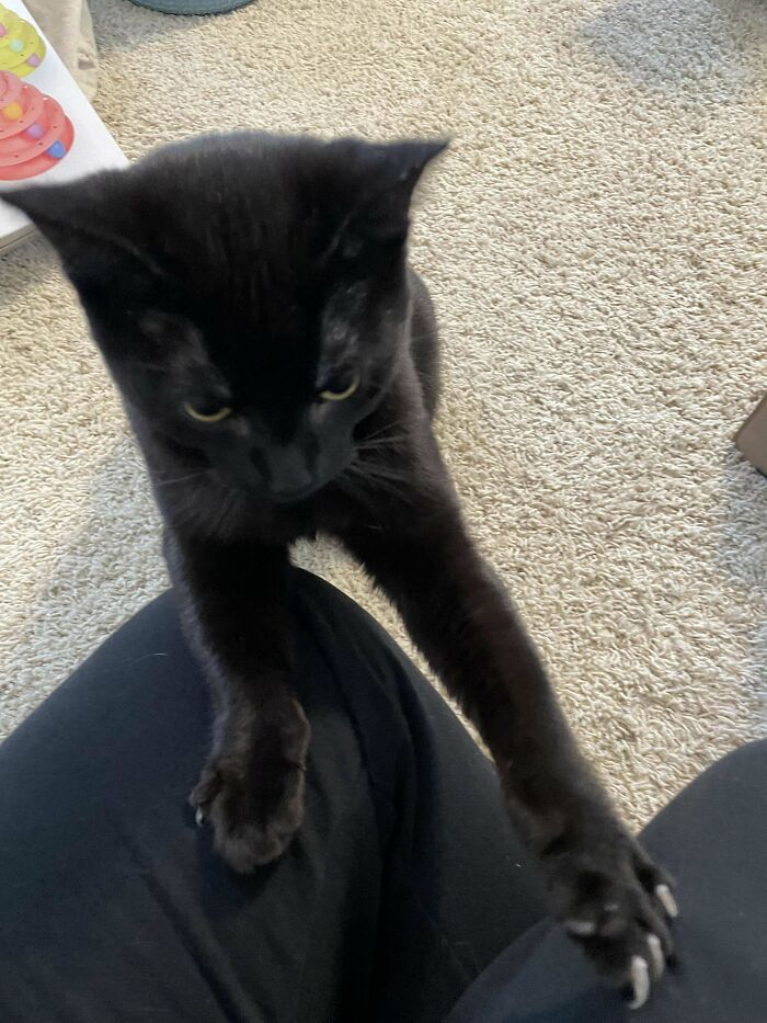 Black cat stretching onto a person's lap, showcasing delightful pet adoption.