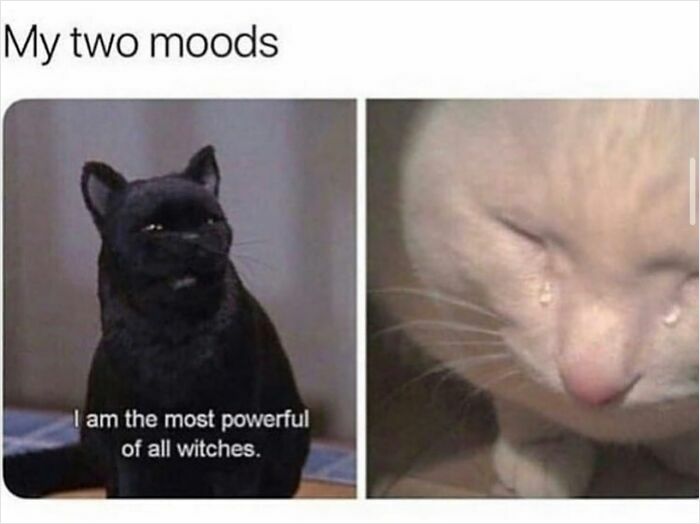 Two-panel funny meme with confident black cat and sad crying white cat for mood booster.