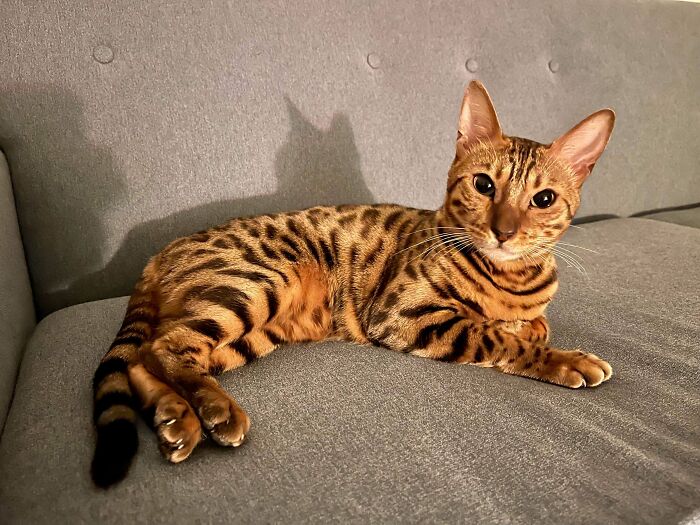 Bengal cat lounging on a grey couch, showcasing the delightful pet adopted by a proud owner.