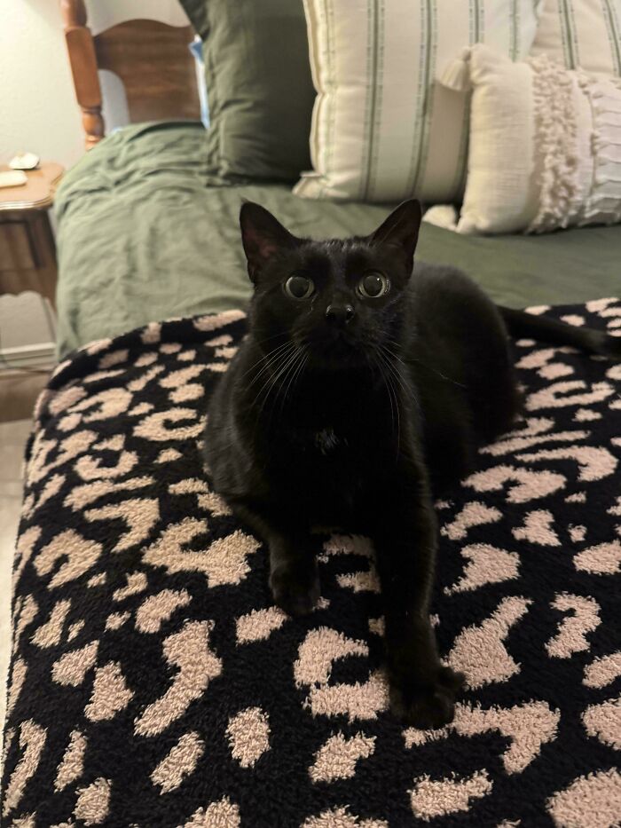 A delightful adopted black cat on a patterned blanket, showcasing proud pet owners' joy.