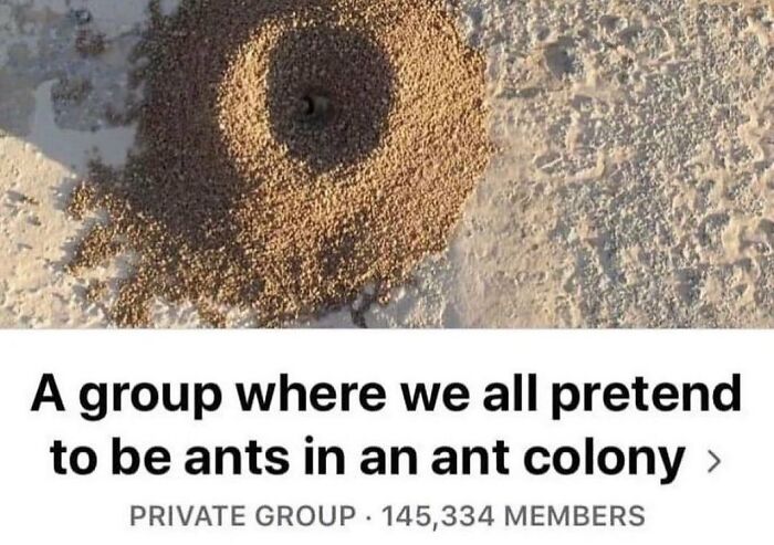 Random meme of an ant colony, with a humorous text about a group pretending to be ants, shown on a social media platform.