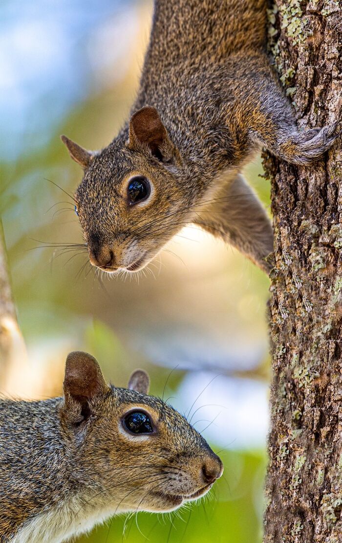 Two squirrels on a tree, showcasing beautiful and interesting wildlife in a natural setting.
