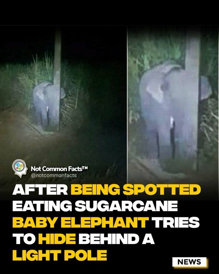 Baby elephant tries to hide behind a pole after eating sugarcane at night.