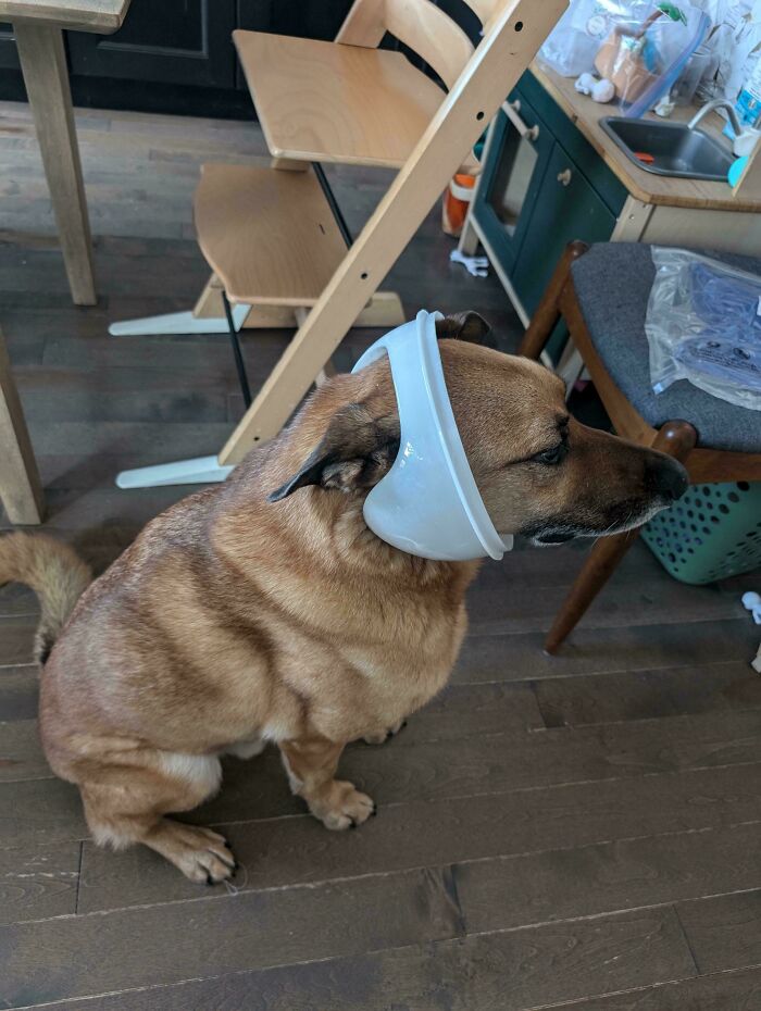 Dog with a bowl on its head, sitting in a kitchen, displaying comical shenanigans.