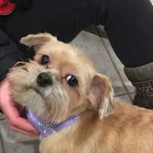 carol_mcdonald avatar