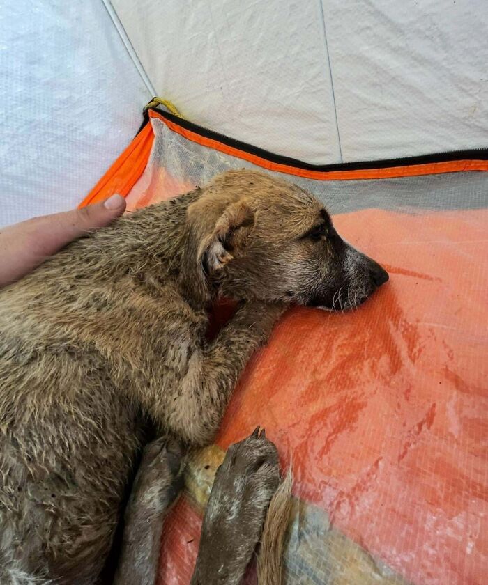 A newly adopted pet dog resting on an orange mat, while being gently petted.